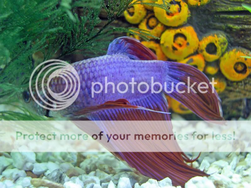HPIM3108_edited.jpg