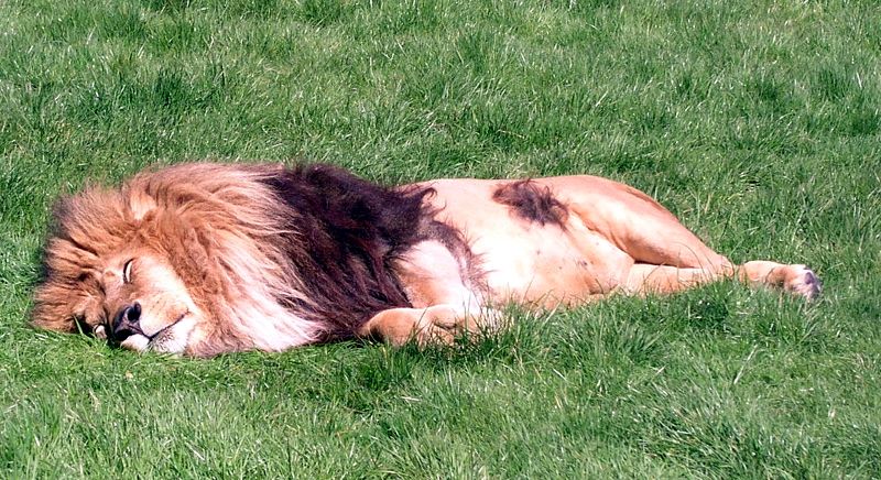 lion.jpg