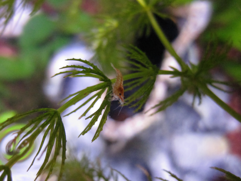 RCS-Shrimplet-4.png