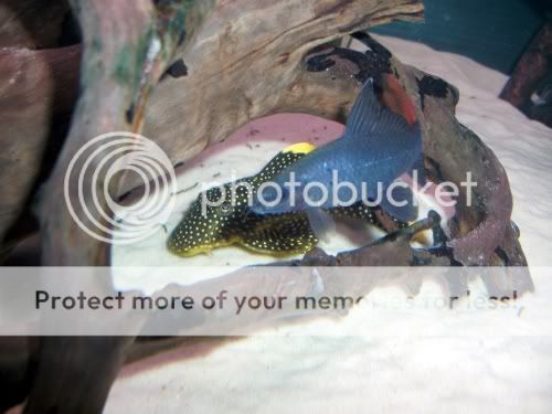 sharkplec.jpg