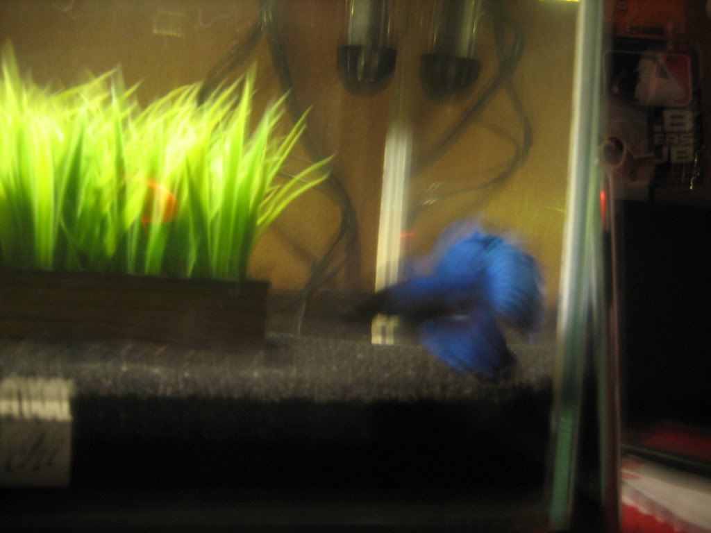 fish032.jpg