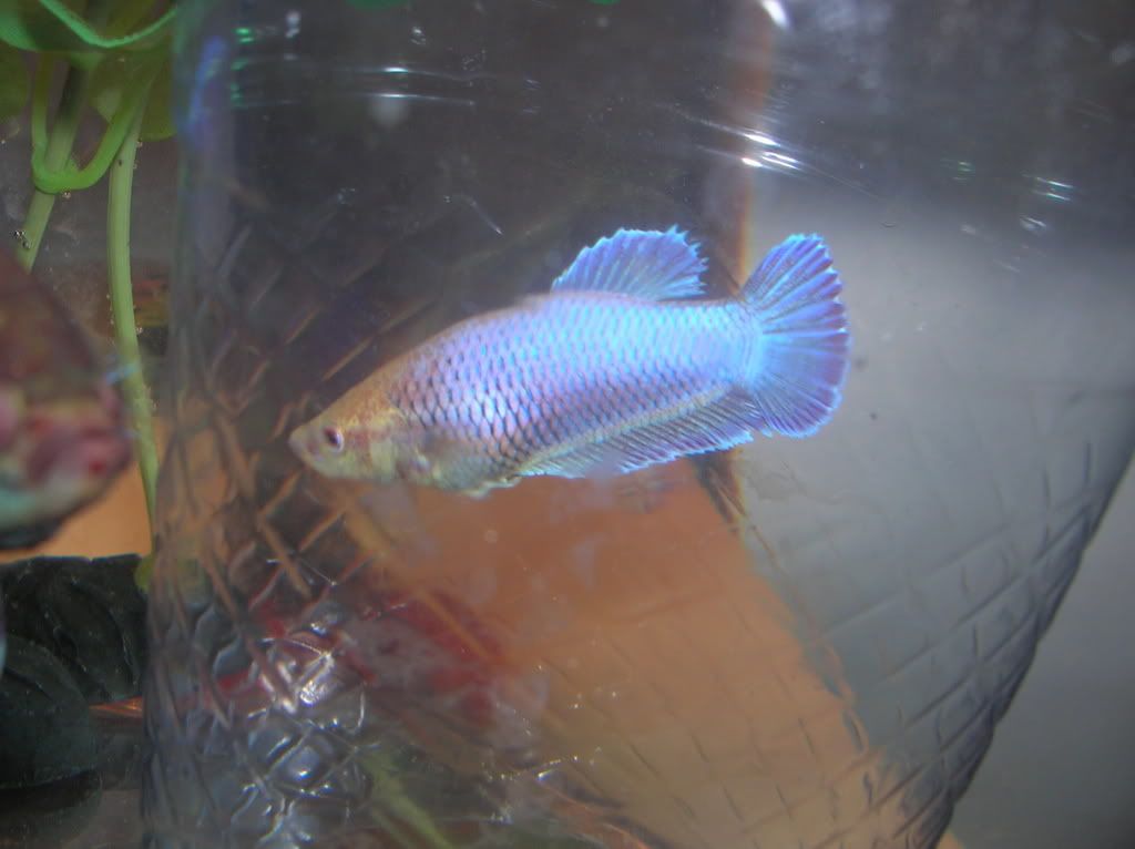 newfishies032.jpg