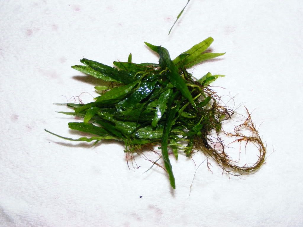 DSCF1125.jpg