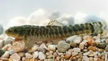 fish.jpg