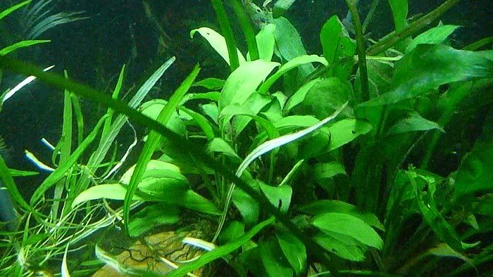 fish20105.jpg