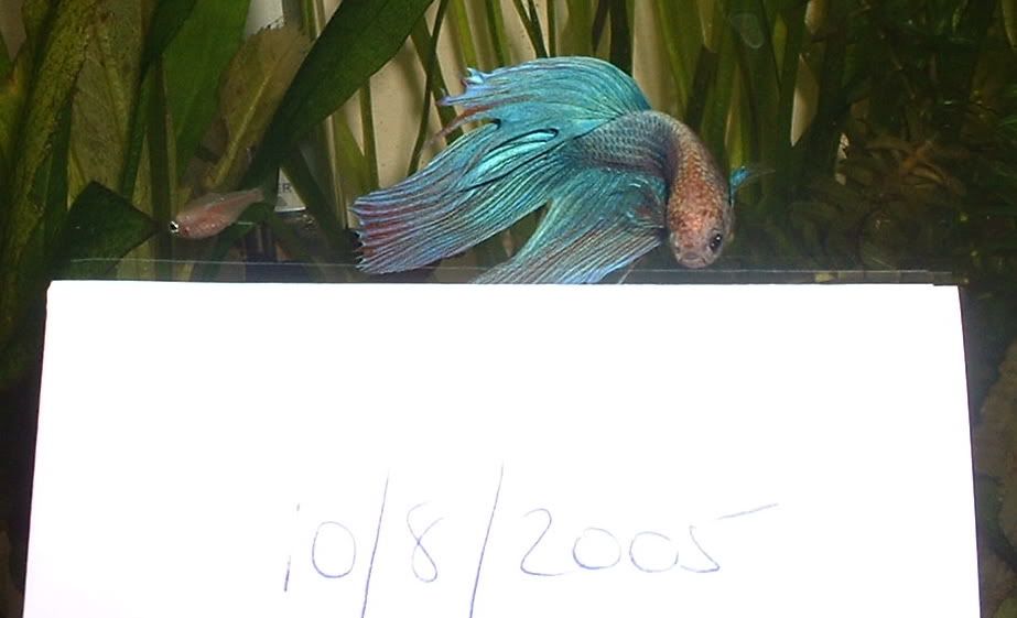 bettacomp.jpg