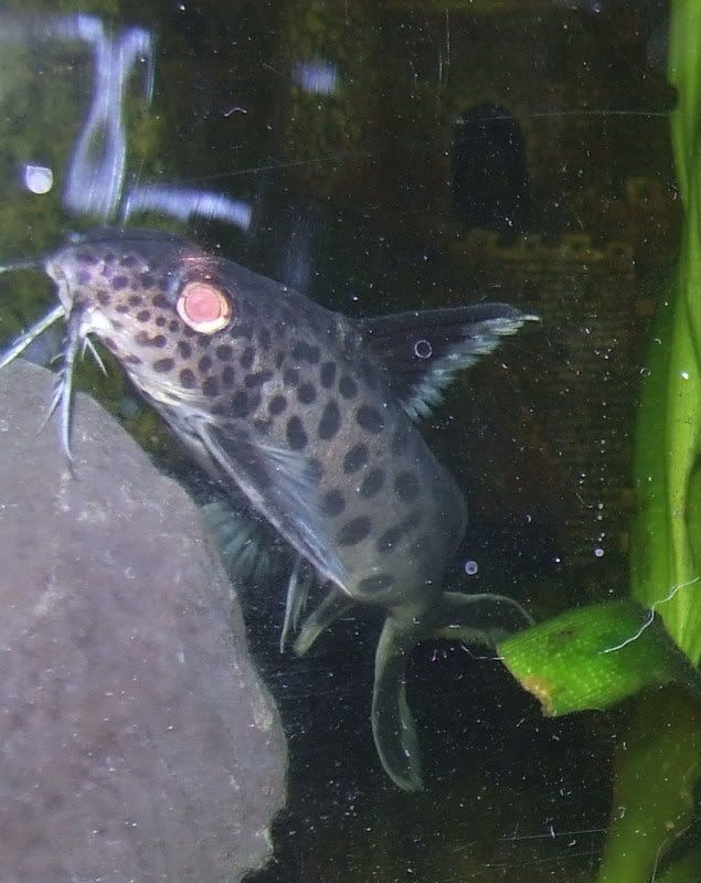 Synomultitudeb.jpg