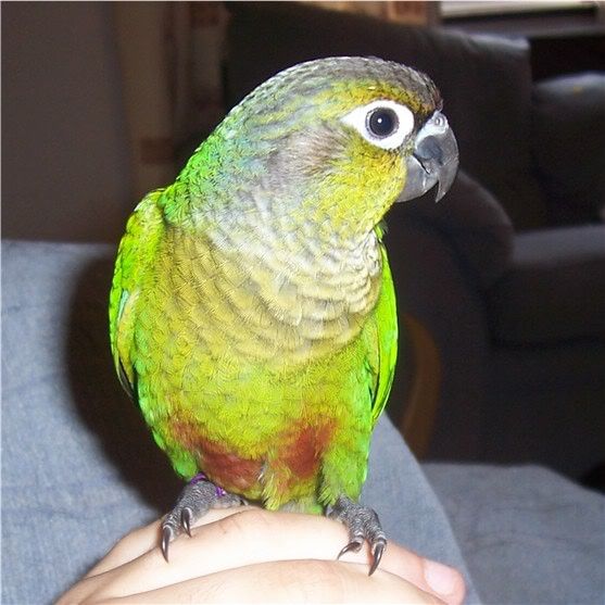 conure2300705.jpg