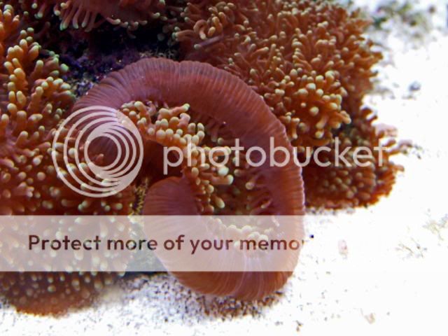 2009_0714Reef0068a.jpg
