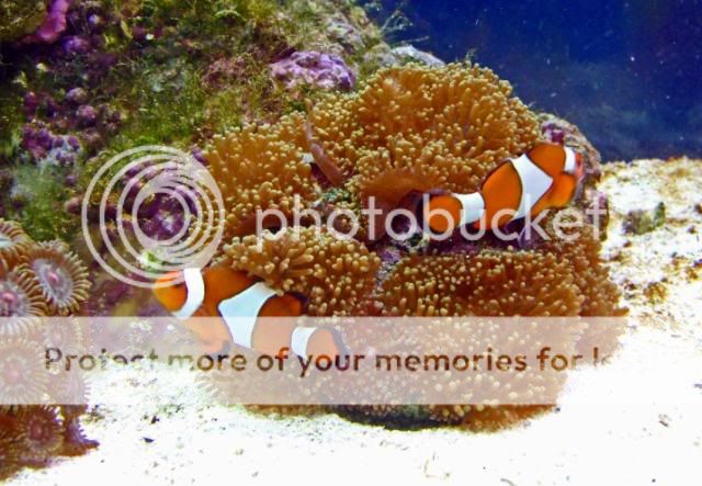 2009_0627Reef0159a.jpg