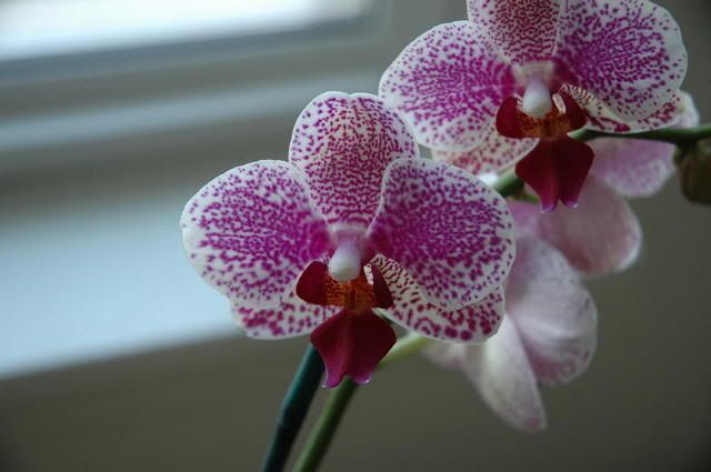 Orchid1.jpg
