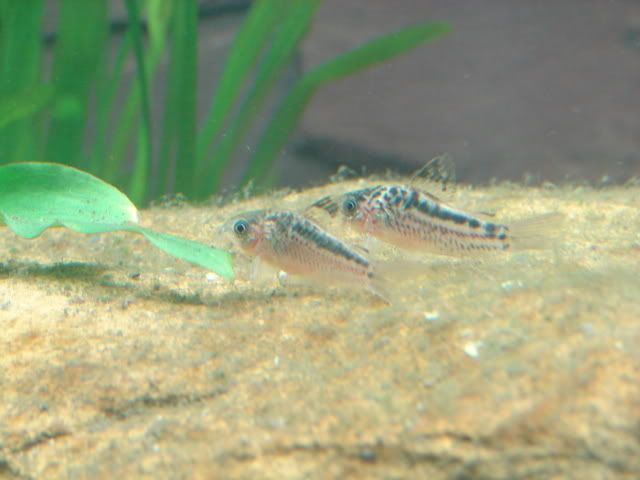 DSC00017.jpg