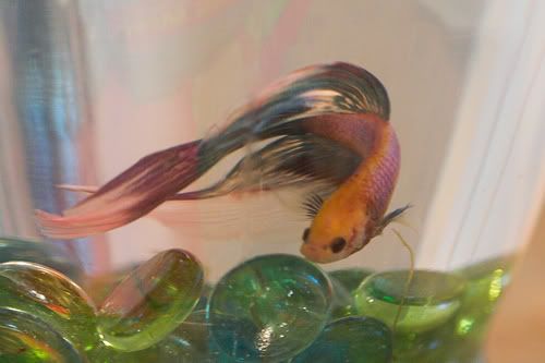 fightingfish53.jpg