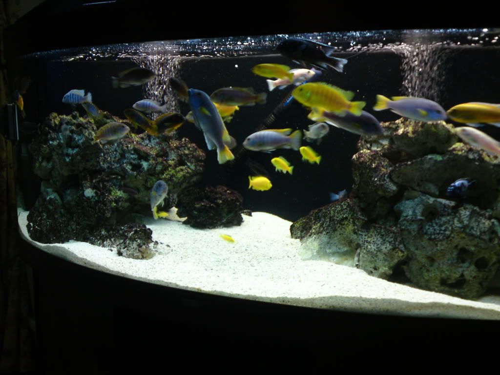 fish049.jpg