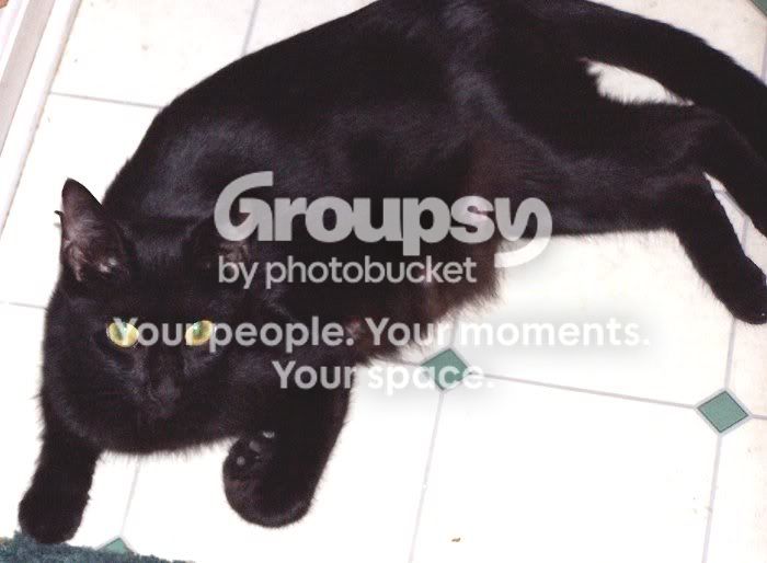Kittens028.jpg