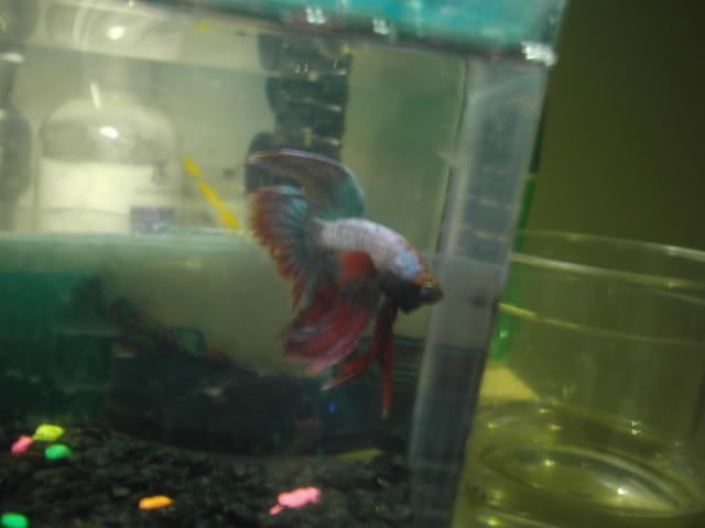 newfishies027-1.jpg