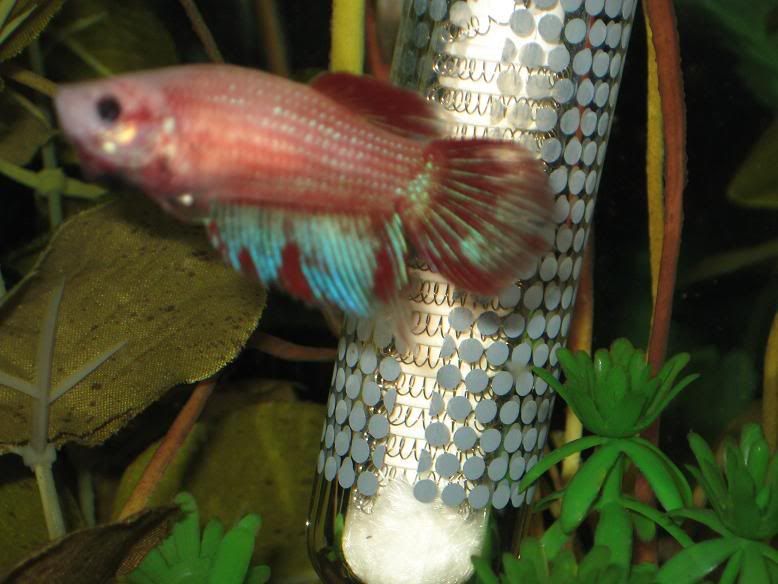 fish1174.jpg