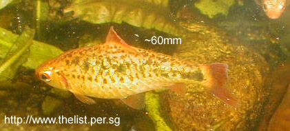 goldbarb.jpg
