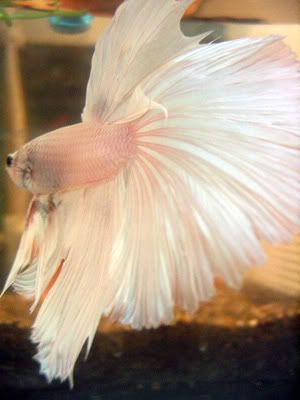 Angel-0003.jpg