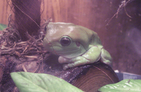 Roy-Treefrog.gif
