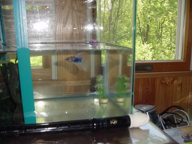 Fishyhomes006.jpg