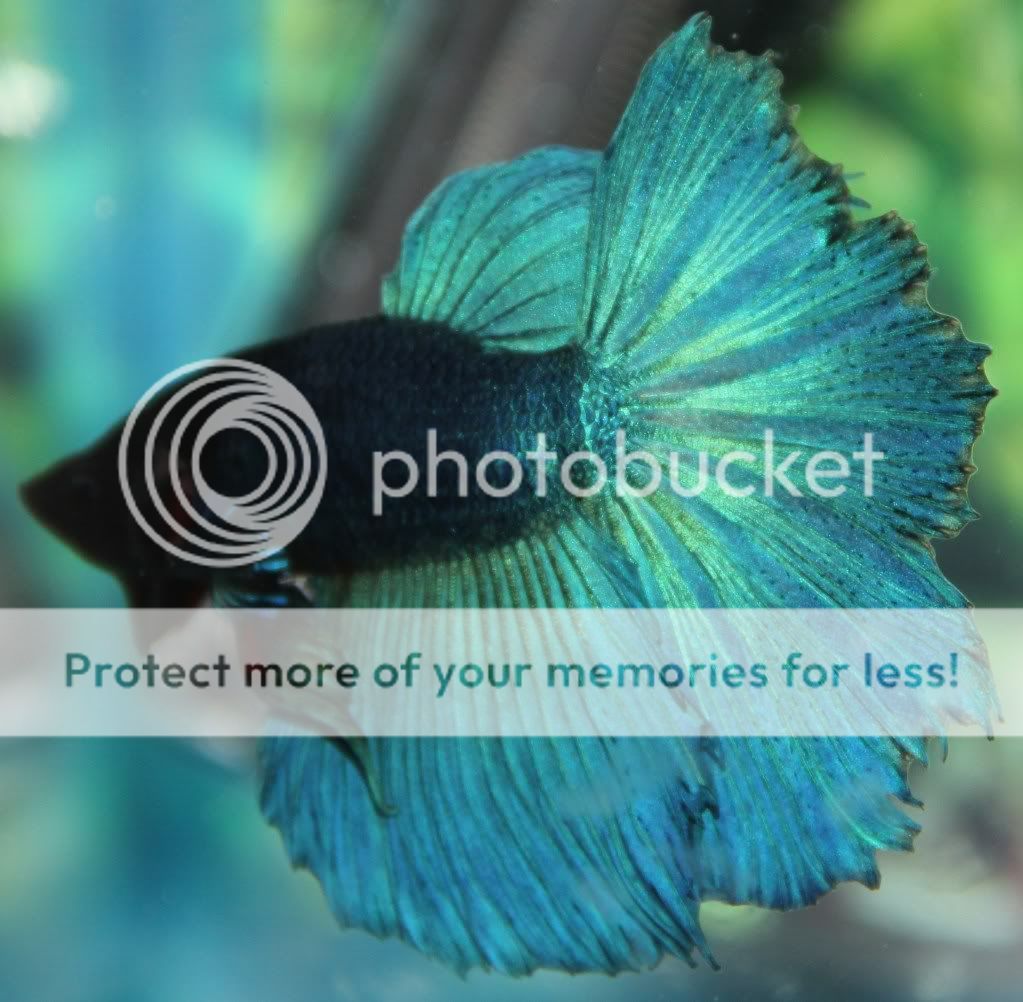 fishnfrog017.jpg