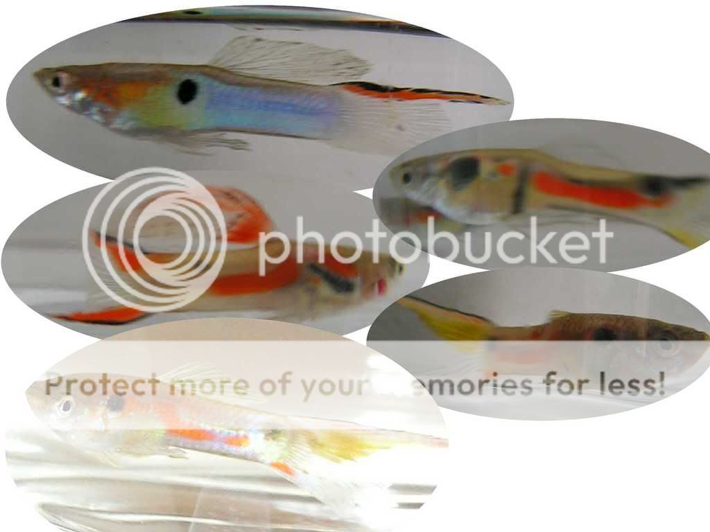 PICT43231.jpg