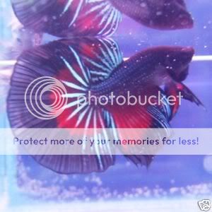 betta1.jpg