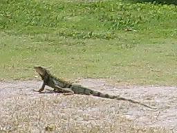 S5008315.jpg