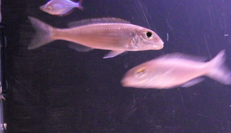 DSCN1093.jpg