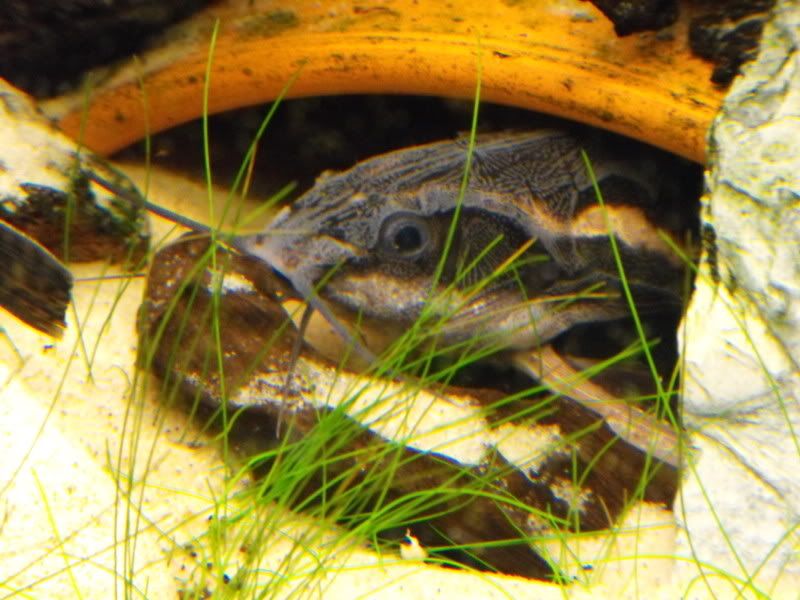 DSCF0051.jpg