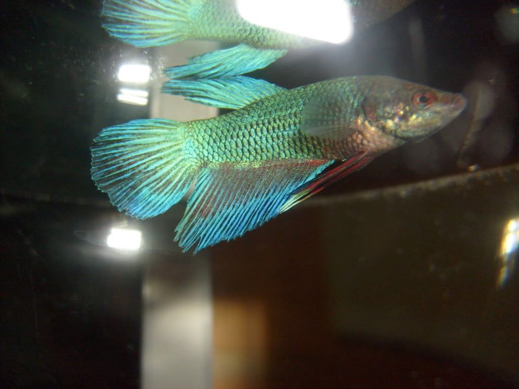 S6304509.jpg