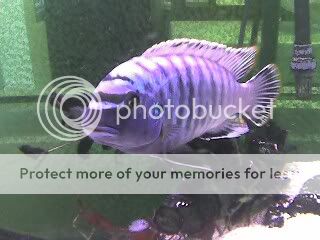 FISH2.jpg