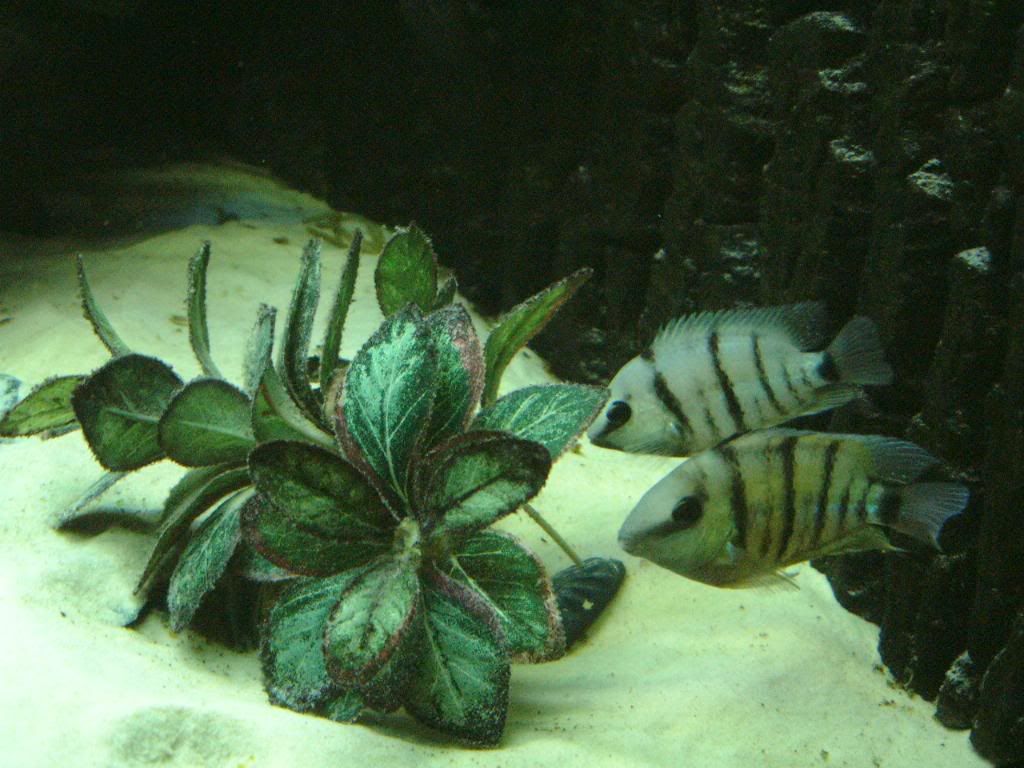 spirillumpari.jpg