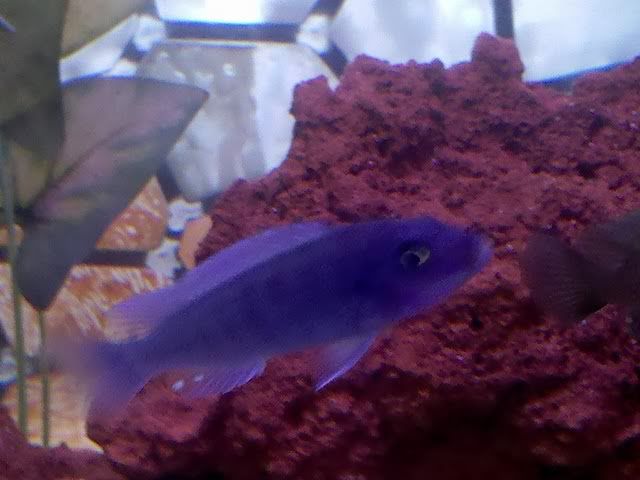 fish2-1.jpg