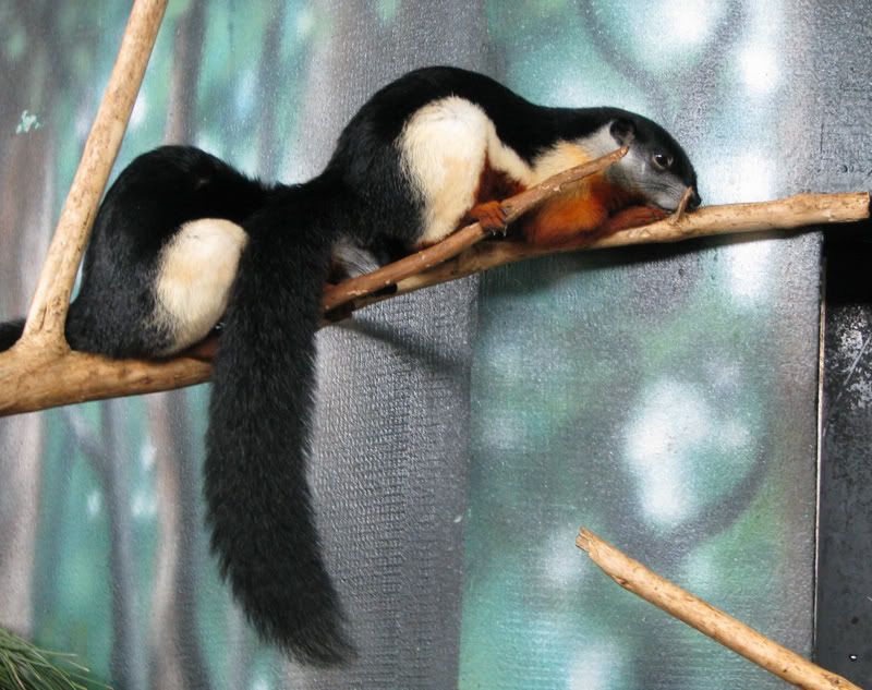 PrevostsSquirrels.jpg