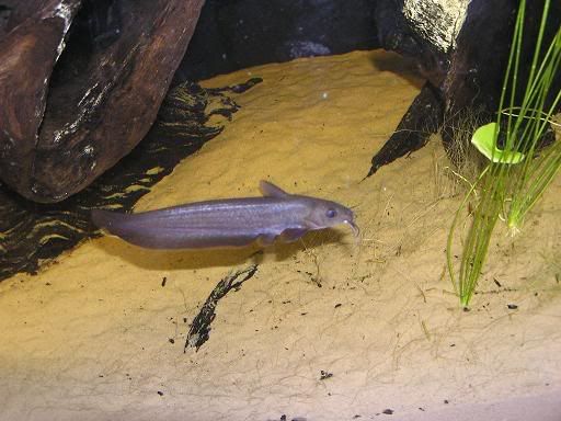 goldeneeltail.jpg