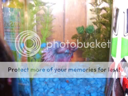 betta5.jpg