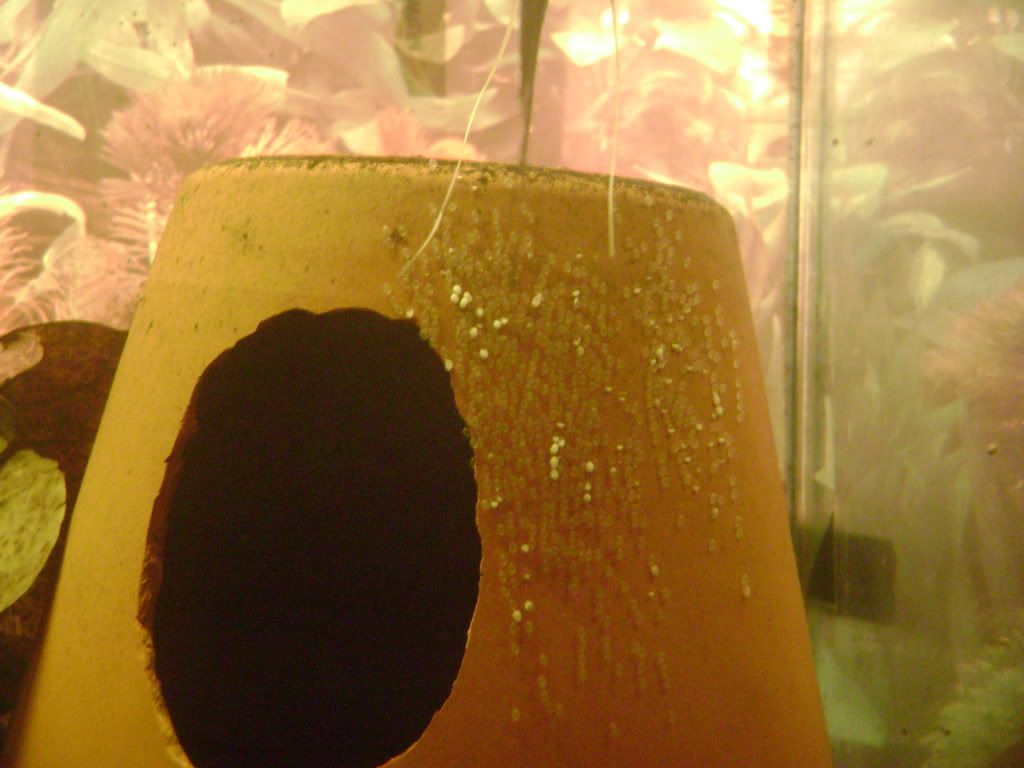 006-15.jpg