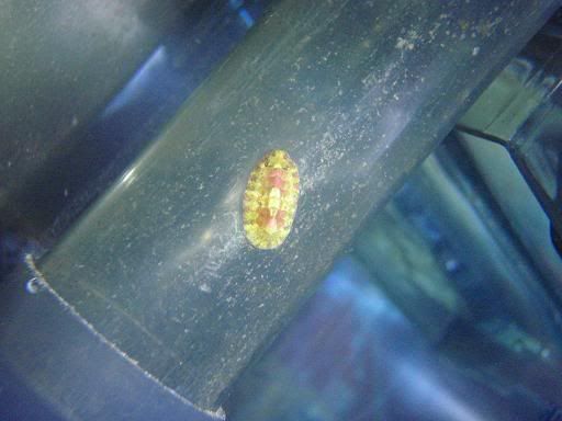 Chiton.jpg