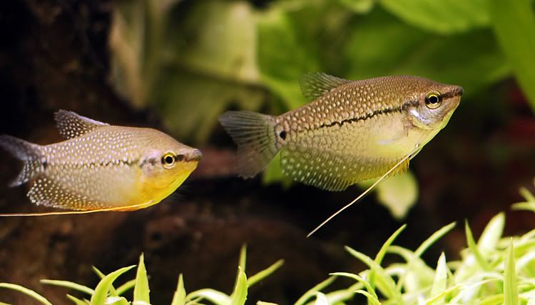 gourami_04.jpg
