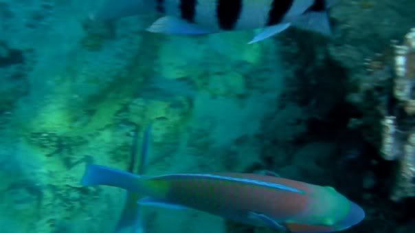 fish23.jpg