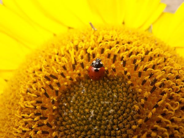 ladybird3.jpg
