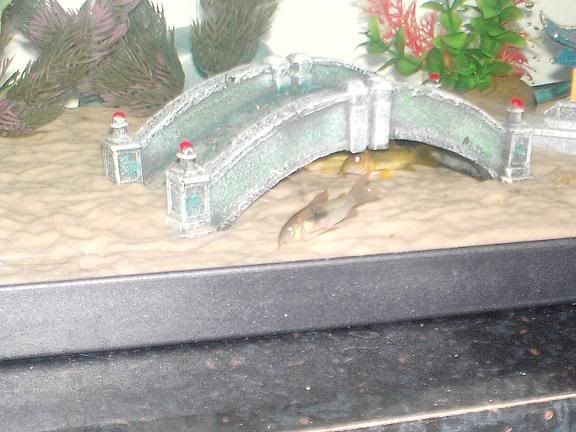 bronzecory.jpg