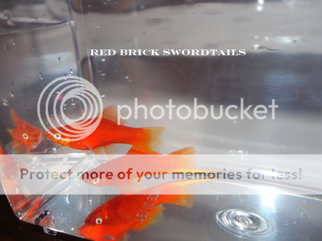 REDBRICKSWORDTAILS.jpg