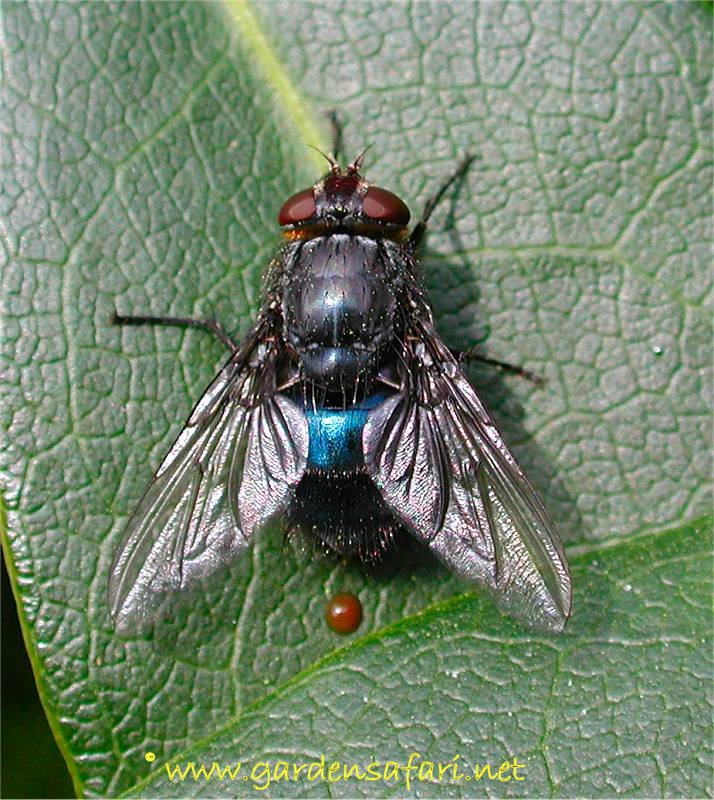 calliphora_vicina_hxx_xxxx.jpg