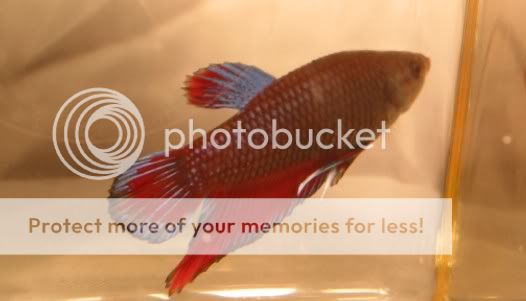 BlueRedPlakatMaleA.jpg