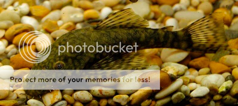 bristlenose.jpg