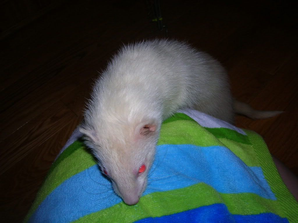ferrets004.jpg