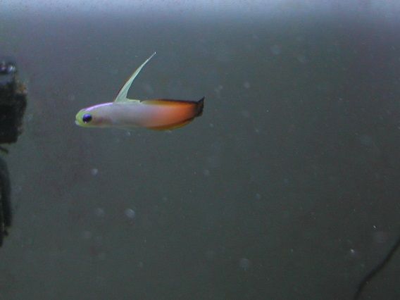 firefish1_zpsce187d21.jpg